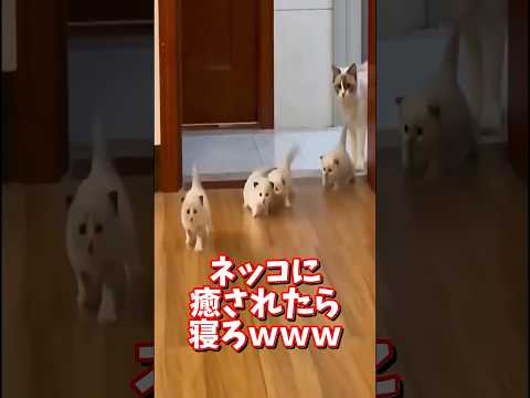 ネッコの動画で癒されたら寝ろｗｗｗ　2ch  動物  猫 癒やし ねこ動画 サムネイル