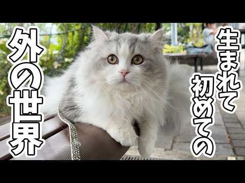 生まれて初めて外に出た子猫がこうなりました… サムネイル