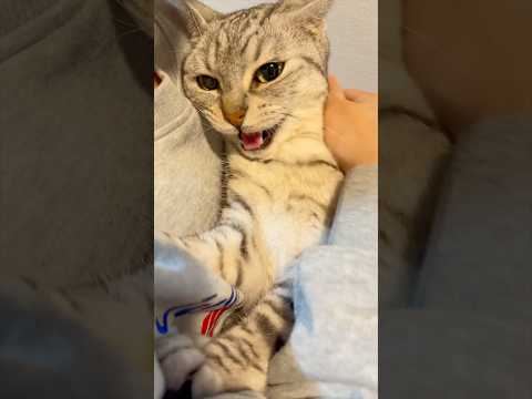出張帰りパパを全力で出迎える猫たちが可愛すぎる!! cat 猫 サムネイル