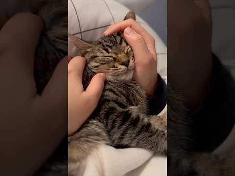 大暴れしてた子猫、ママの手の温もりで眠くなる...www 猫 cat サムネイル