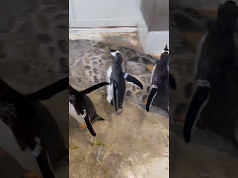 ジェンツーペンギンの引っ越し④ サムネイル
