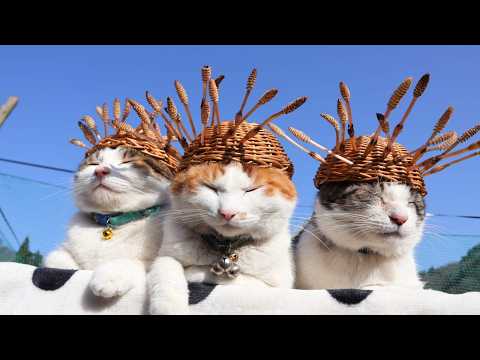 つくし帽子　のせ猫　2026　260507 サムネイル