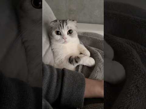 👀 cat 猫 サムネイル