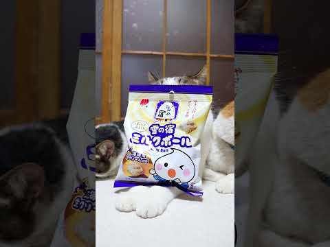 雪の宿ミルクボール　　260614　 cat のせ猫 cute　 雪の宿ミルクボールミルクボール　cutecat　 雪… サムネイル