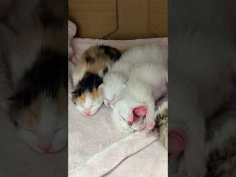 生後4日目の赤ちゃん猫👶 サムネイル