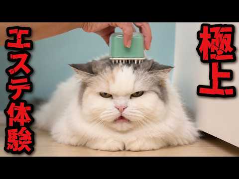 【悲報】猫に極上エステ体験してあげたらまさかのコレ