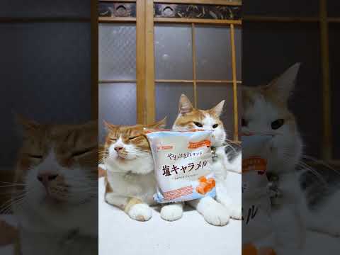 やわほまれサンド 塩キャラメル　260528　 cat のせ猫 cute　 やわほまれサンド ねこ ネコ　 猫 塩キャ… サムネイル