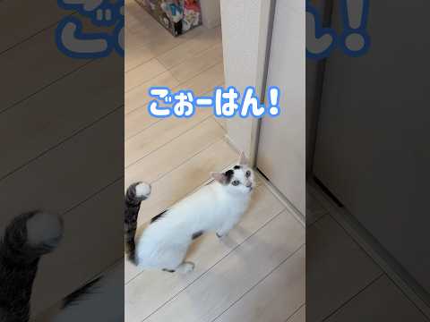 ご飯が食べたすぎて喋る猫チロさん shorts サムネイル