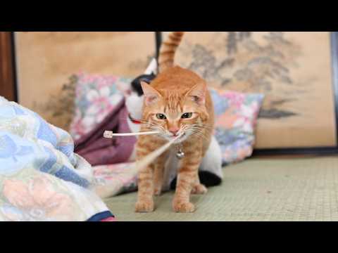 かご猫LIVE配信　2026年4月11日 サムネイル