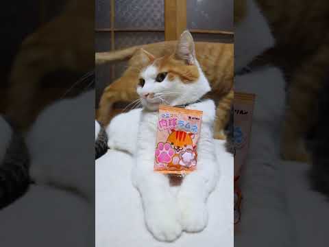 肉球ラムネ　260217　のせ猫　 cat cute ねこ　 ネコ　 猫のいる暮らし　 kitten　 cutecat… サムネイル