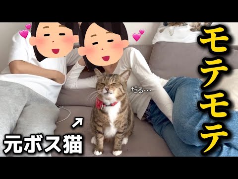 モテモテすぎて毎日大変そうな元ボス猫 サムネイル