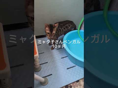 ベンガル猫シャム猫shorts funny cat猫ガッツミャク子 サムネイル