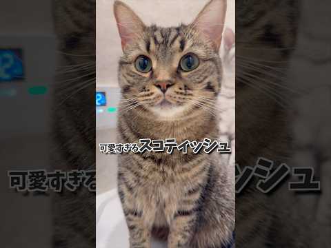 【もふもふ】可愛く育ちすぎたスコティッシュ...!! cat 猫 サムネイル
