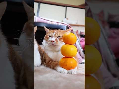 ぼーみかんタワー　260104　のせ猫　みかん cat ねこ ネコ　 猫のいる暮らし　 cute　 猫　　 猫のいる生… サムネイル