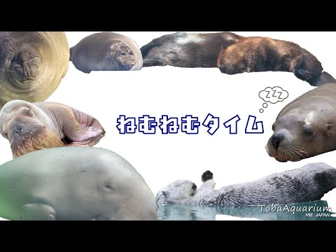 《鳥羽水族館》動物たちのねむねむタイム😪 サムネイル