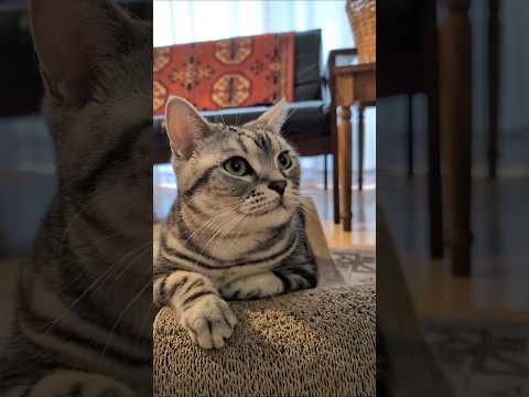 アメショーのラッテ アメショ アメリカンショートヘア 猫と暮らす家 ＃猫との暮らし猫 サムネイル