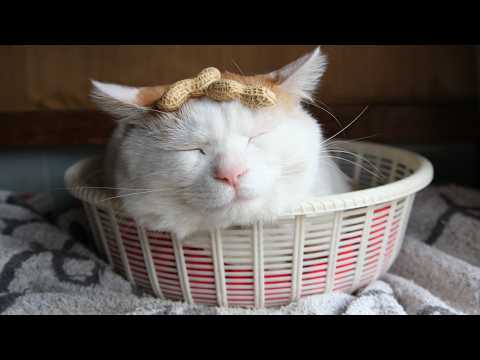 こたつのねこたちLIVE配信　　2026年2月20日 サムネイル