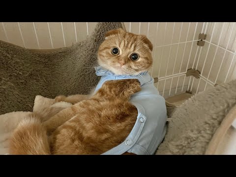 猫の避妊手術【スコティッシュフォールド】 サムネイル