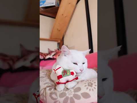 午年　　　のせ猫　260102　のせ猫　午　干支　 cat ねこ ネコ　 猫のいる暮らし　 cute　 猫のいる生活… サムネイル