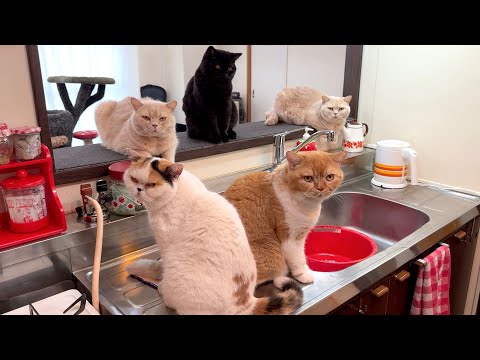 ご飯が遅れた時の我が家の台所がこちらです サムネイル