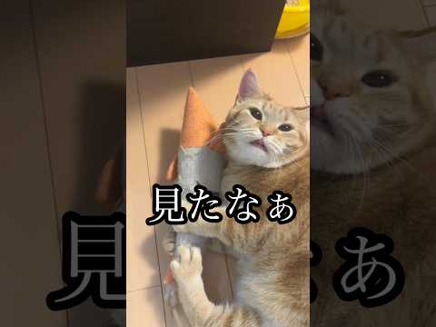 見たなぁ ねこ アメショ cat 蹴りぐるみ うめ サムネイル