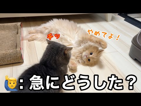 突然始まった大乱闘。猫たちの喧嘩の理由が可愛すぎた サムネイル