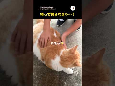 家猫さんだと知らず保護しようとしてしまう女の子｜PECO サムネイル