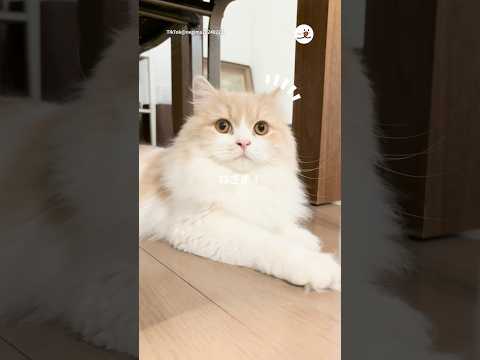違う名前で呼んでみたら…｜PECO サムネイル