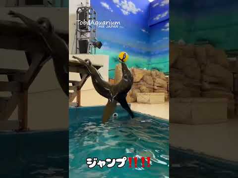 《鳥羽水族館》ミナミアフリカオットセイ「ひじき」が一生懸命ボールを運びます🏀✨鳥羽水族館 ミナミアフリカオットセイ サムネイル
