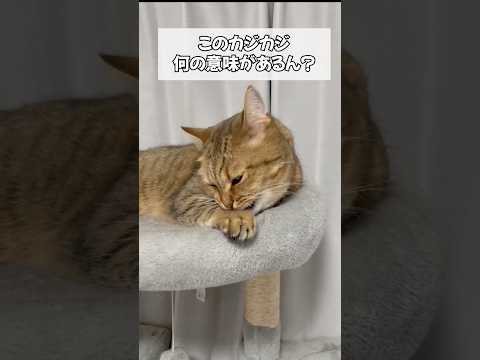 誰か猫がよくするこの行動の意味を教えて下さい サムネイル