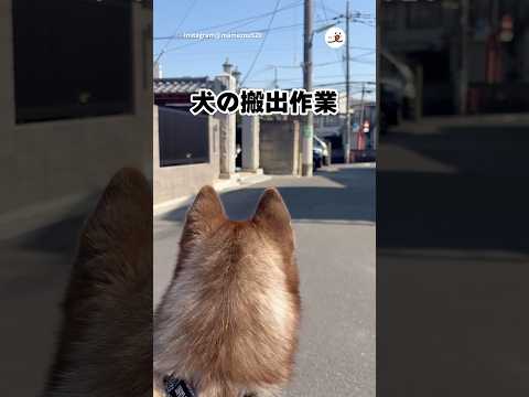 台車で登場したハスキー｜PECO サムネイル