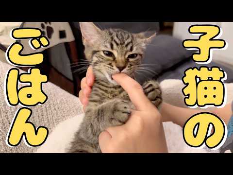 頑張ってごはんを食べる子猫が可愛すぎる... cat 猫