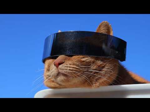 サイバーサングラス　麦茶　260227 サムネイル