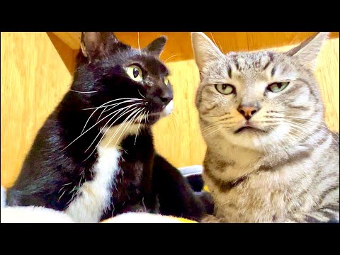 🔴視聴者さんへ｜99%が5分で眠くなる😴 Cat Water ASMR Live サムネイル