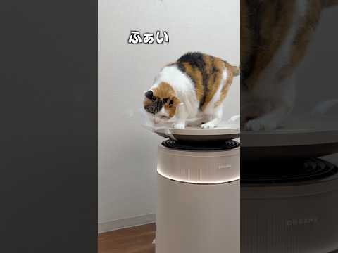猫のために“空気”ここまでやる時代きた😳 サムネイル