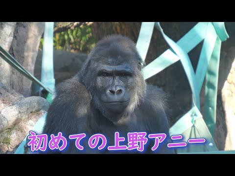傷だらけのアニー、上野動物園で初めて会えた　上野動物園　ゴリラ　202601 サムネイル