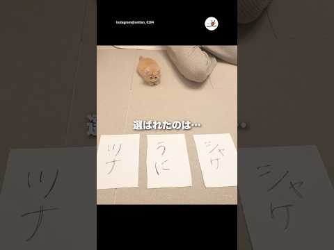 名前決めてもらいました✨｜PECO サムネイル