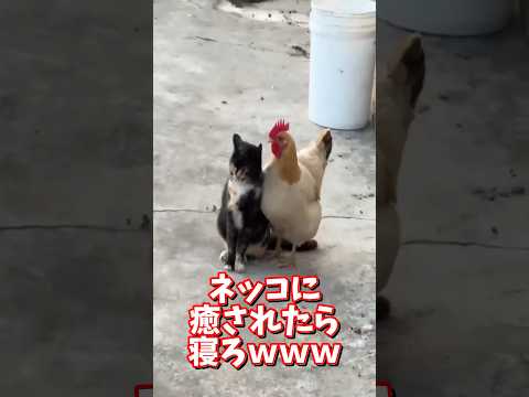 ネッコの動画で癒されたら寝ろｗｗｗ　2ch  動物  猫 癒やし ねこ動画 サムネイル