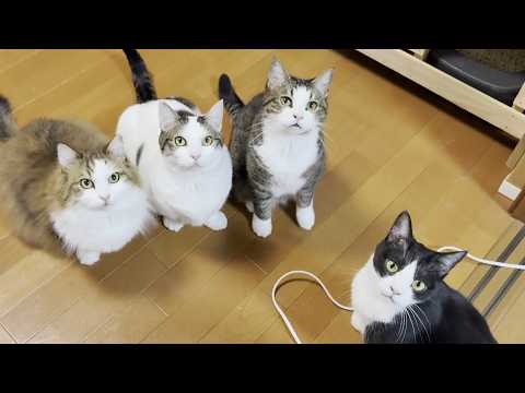 「ひでよし～」で誰が一番秀吉なのか試された猫たち サムネイル