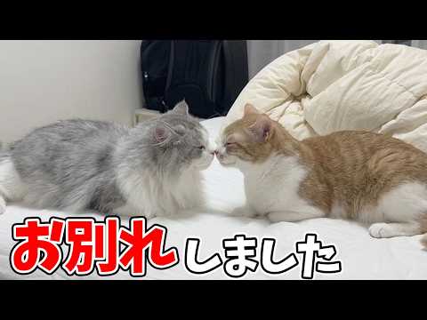 やっと仲良くなれた友達とお別れすることになった子猫がこうなりました…涙 サムネイル