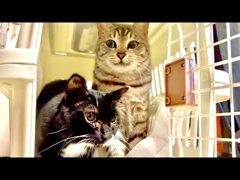 １４日ぶりに家に帰ってきた猫の反応はこうだった