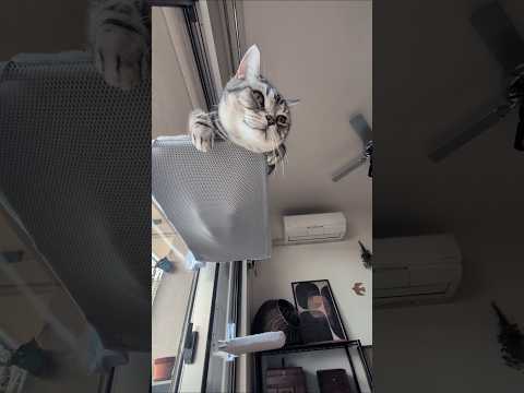アメショーのラッテ アメショ アメリカンショートヘア 猫と暮らす家猫との暮らし猫 サムネイル
