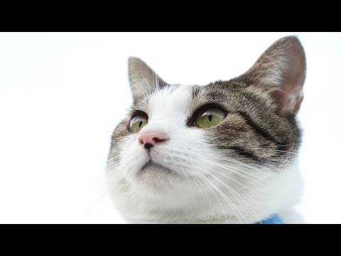 さばじろうお顔　251220 サムネイル