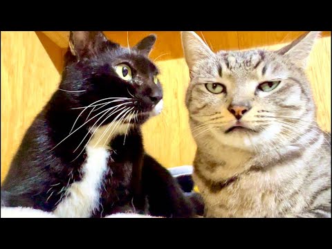 99%が5分で眠くなる😴 猫のゴロゴロ×Water Wood ASMR サムネイル