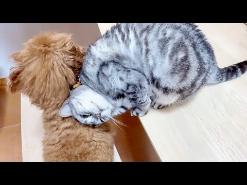 あいちゃんはレオくんにとても心を許してます サムネイル