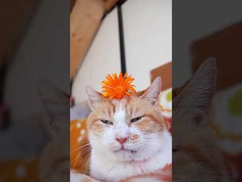 オレンジ 松葉菊　260525 cat のせ猫 kitty　 松葉菊 ネコ cute　 オレンジ kitten 茶白猫… サムネイル