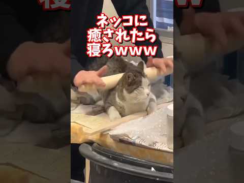 ネッコの動画で癒されたら寝ろｗｗｗ　2ch  動物  猫 癒やし ねこ動画