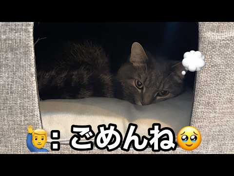 かまってもらえなくて拗ねた猫の末路が可愛すぎたw