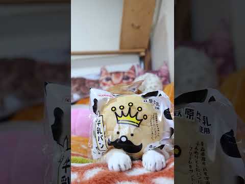 萩原牛乳使用牛乳パン ホイップクリームサンド　260519　 cat のせ猫 cute　 ホイップクリームサンド 猫… サムネイル