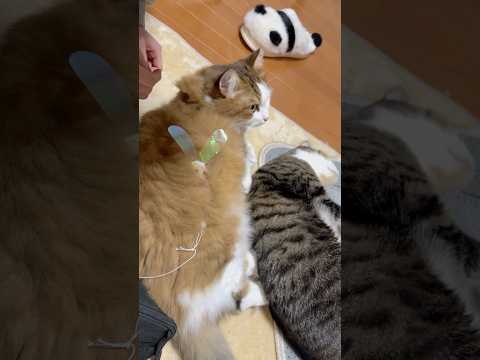 こんなん出ましたけど サムネイル